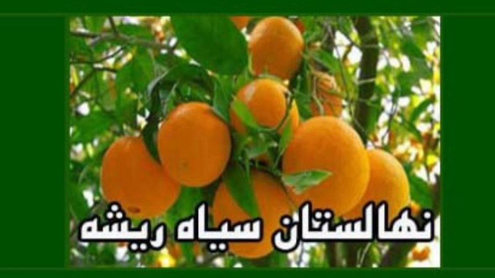 نهالستان سیاه ریشه جهانیان در قائمشهر