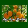 نهالستان سیاه ریشه جهانیان در قائمشهر