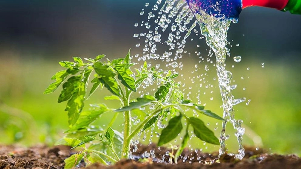 نکات اصولی آبیاری نهال