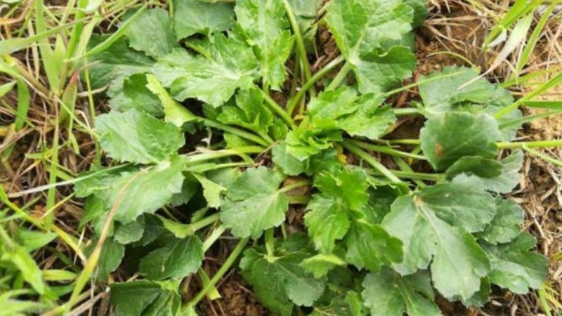 سبزی چوچاق در چه غذاهایی استفاده می شود؟