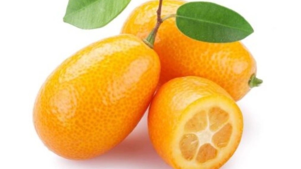 چه نهال هایی را می توان در آپارتمان پرورش داد؟