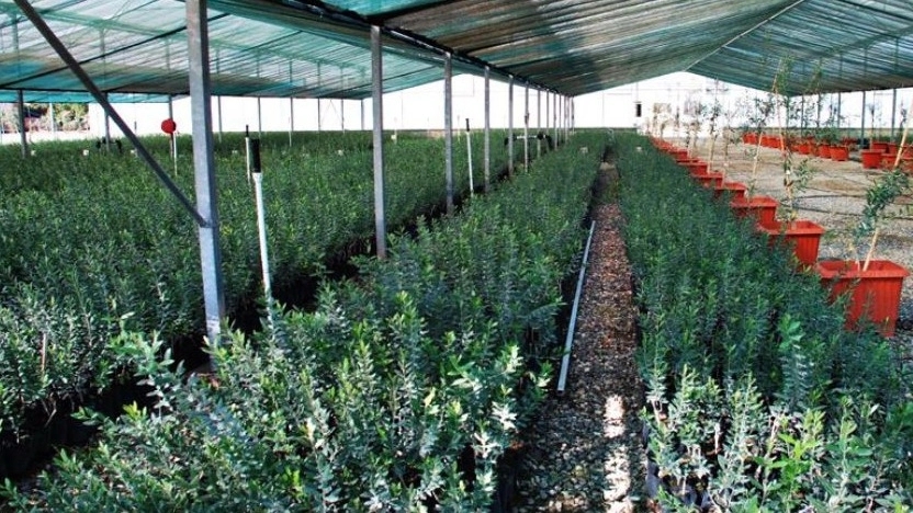 چه نهال هایی را می توان در آپارتمان پرورش داد؟