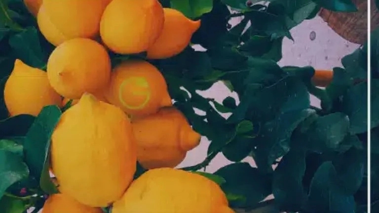 بهترین نهال مرکبات