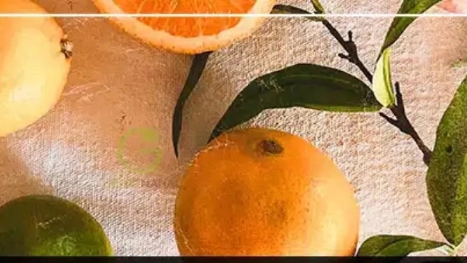 بهترین نهال مرکبات