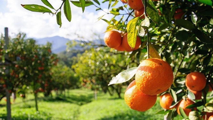 شرایط خاک و آب وهوا برای رشد درختان مرکبات