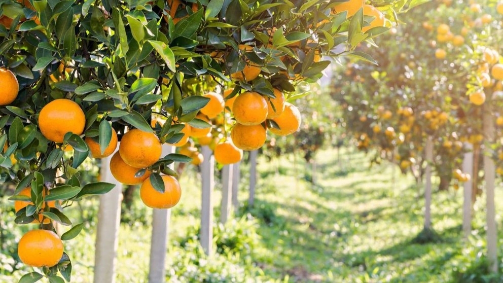 شرایط خاک و آب وهوا برای رشد درختان مرکبات