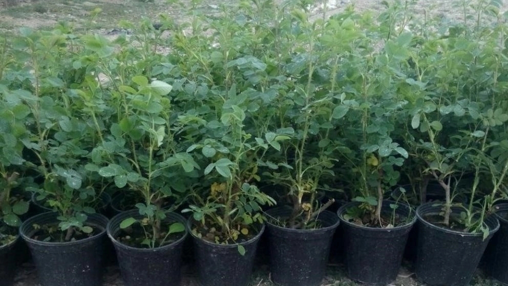 نهال گلدانی بهتر است یا ریشه‌ای