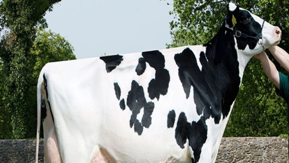 نژاد شناسی گاو (گاو هُلِشتاین)