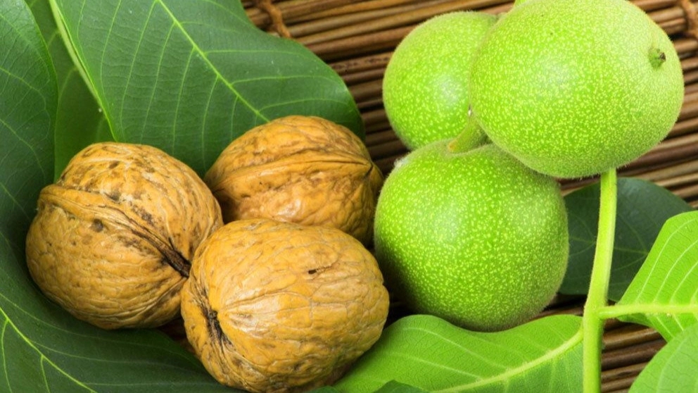 بهترین زمان کاشت نهال گردو