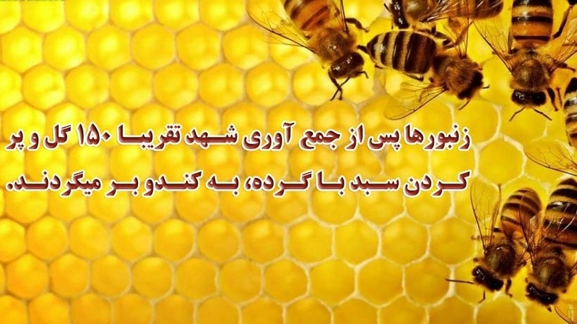 نحوه تولید عسل طبیعی توسط زنبور
