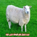 خرید و فروش انواع گوسفند خارجی خاوند در جیرفت