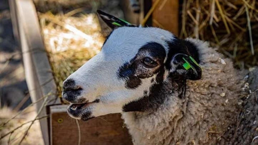 نکات مهم جهت خرید گوسفند زنده