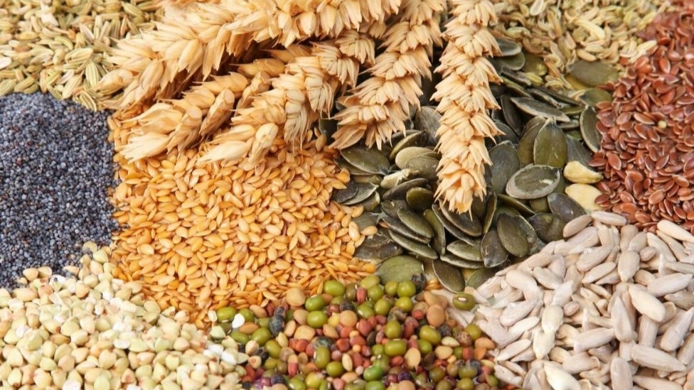 دانه های مورد استفاده در خوراک دام