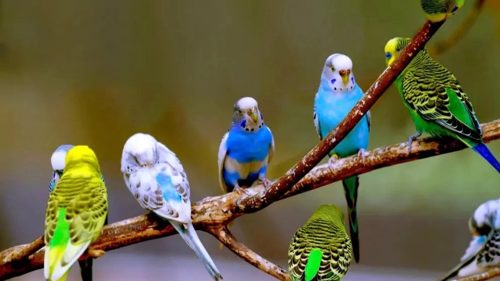 نکاتی درباره نگهداری از پرندگان زینتی
