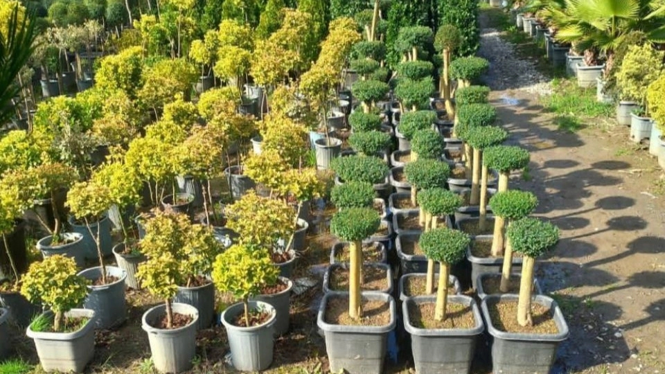 مزایای وجود فضای سبز