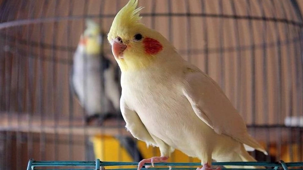 نگهداری طوطی در خانه