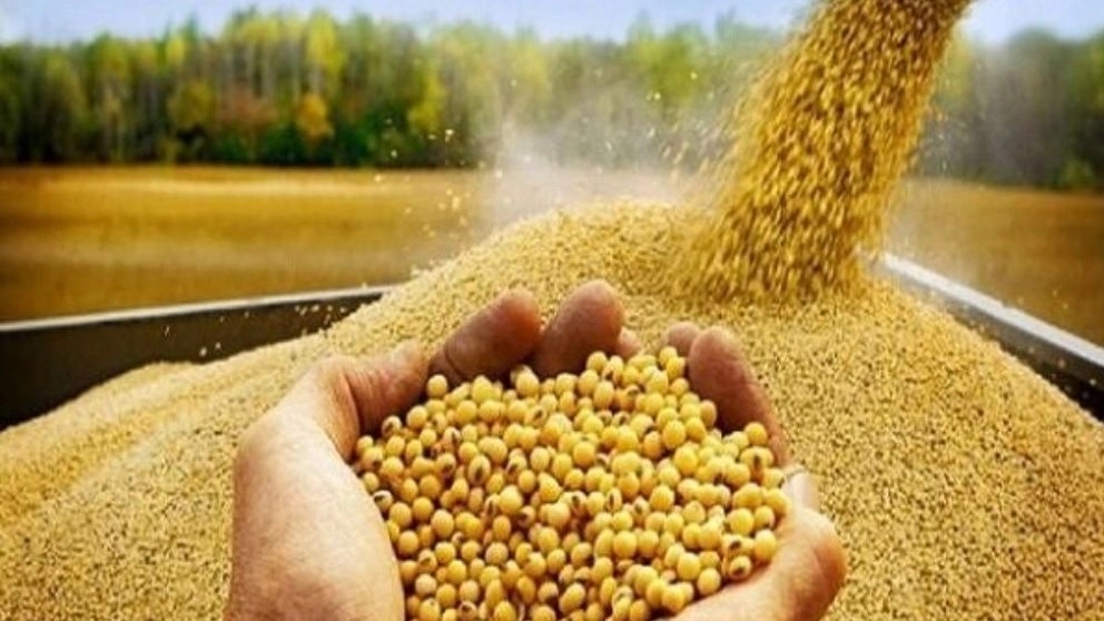 منابع خوراک دام و طیور