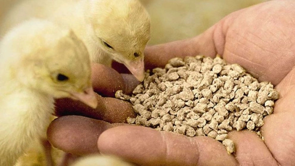 منابع خوراک دام و طیور