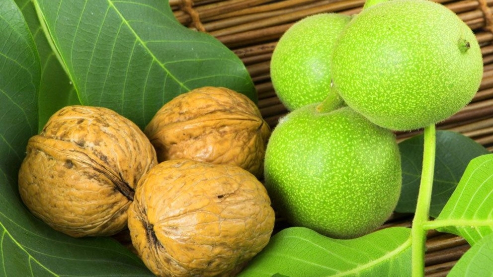چکار کنیم درخت گردو پربار شود؟