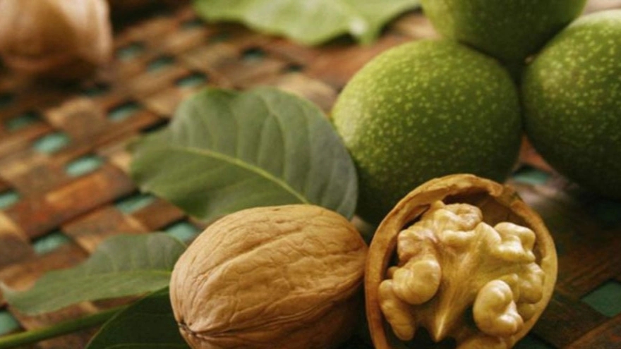 نهال گردو پیوندی چه تفاوتی با نهال گردو بذری دارد؟