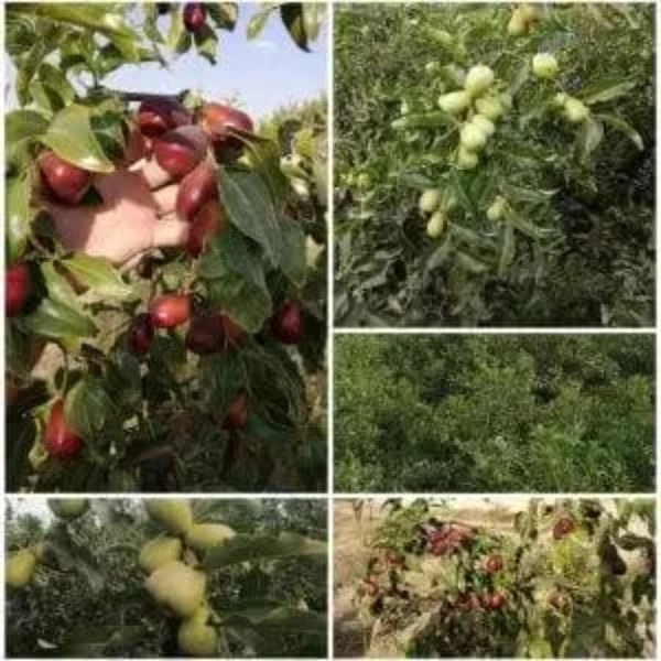 خرید مستقیم نهال عناب پیوندی از بزرگترین نهالستان خواف خراسان