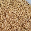 پرورش و فروش بذر برنج باکسی شالی درآستانه اشرفیه گیلان
