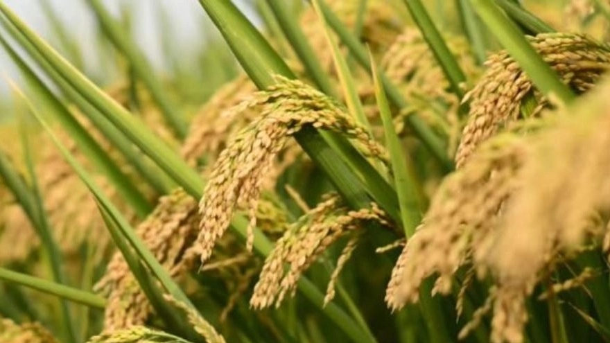 پرورش و فروش بذر برنج باکسی شالی درآستانه اشرفیه گیلان