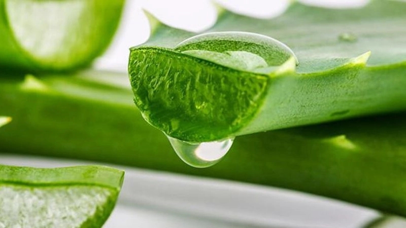 شرایط نگهداری از گیاه آلوئه ورا