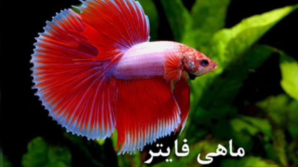 ماهی فایتر