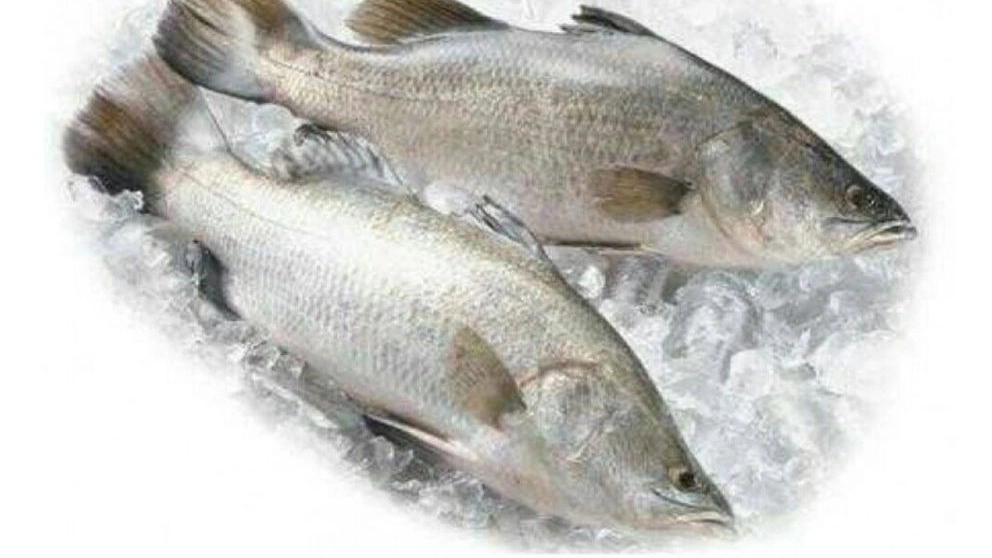 ماهی های سی بس