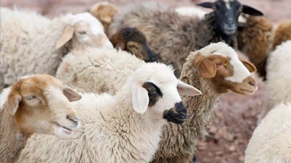 معرفی گوسفند افشار