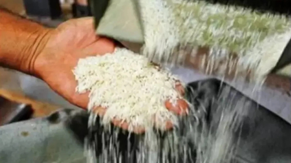 برنج های محلی در کارخانه برنجکوبی و بسته بندی رفیعی در لشت نشا گیلان