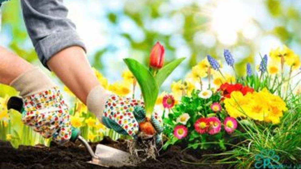خدمات باغبانی و زراعی خدابخش ،اجرای خدمات شخم زنی سمپاشی آبیاری در قزوین