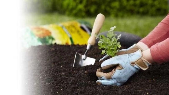 باغبانی و انجام امور و خدمات باغبانی