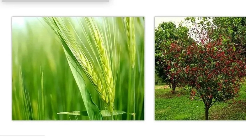 اصلی ترین تفاوت بین زراعت و باغبانی