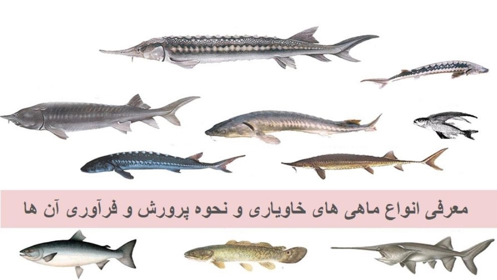 معرفی برخی از انواع ماهی خاویار دریای خزر