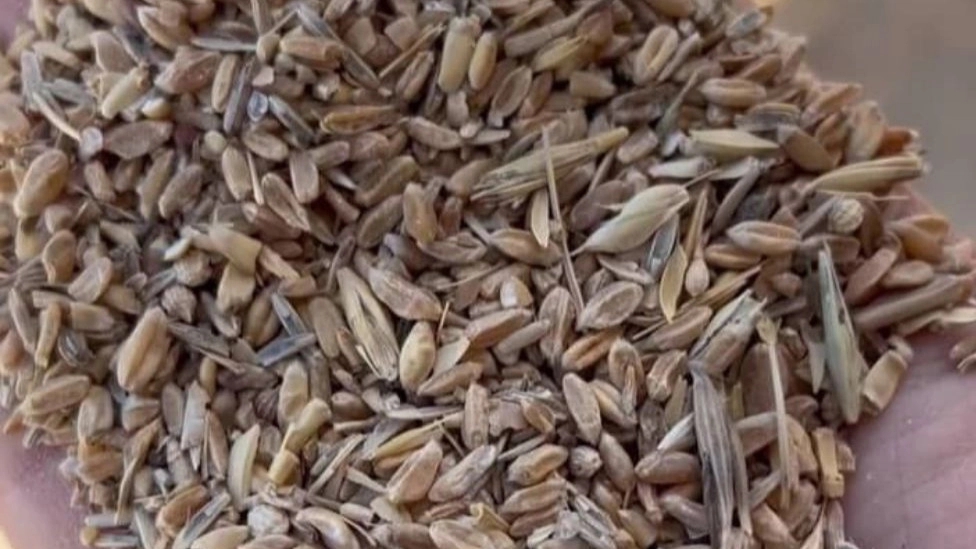 خواص کاه گندم برای دام