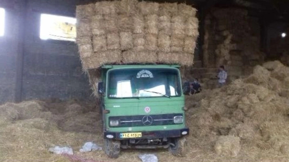 خواص کاه گندم برای دام