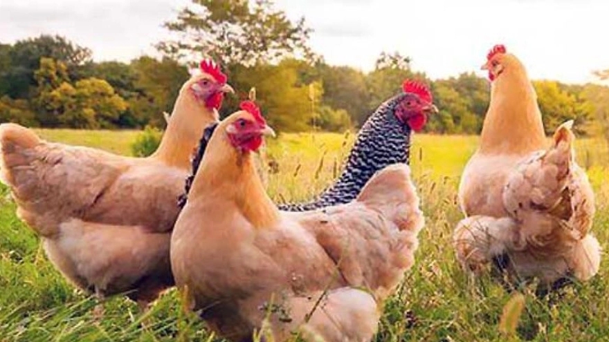 آموزش جامع پرورش و نگهداری مرغ بومی و محلی