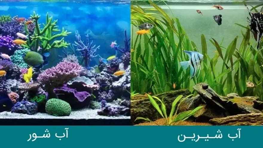 تفاوت ماهی آب شور و آب شیرین در چیست?