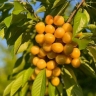 نهال زرین طلا در آذربایجان غربی