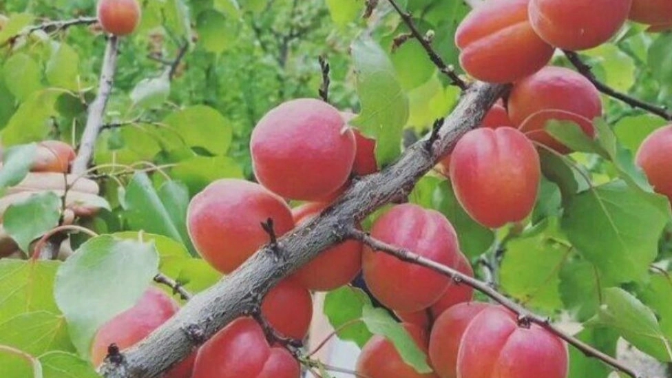 نهال زرین طلا در آذربایجان غربی