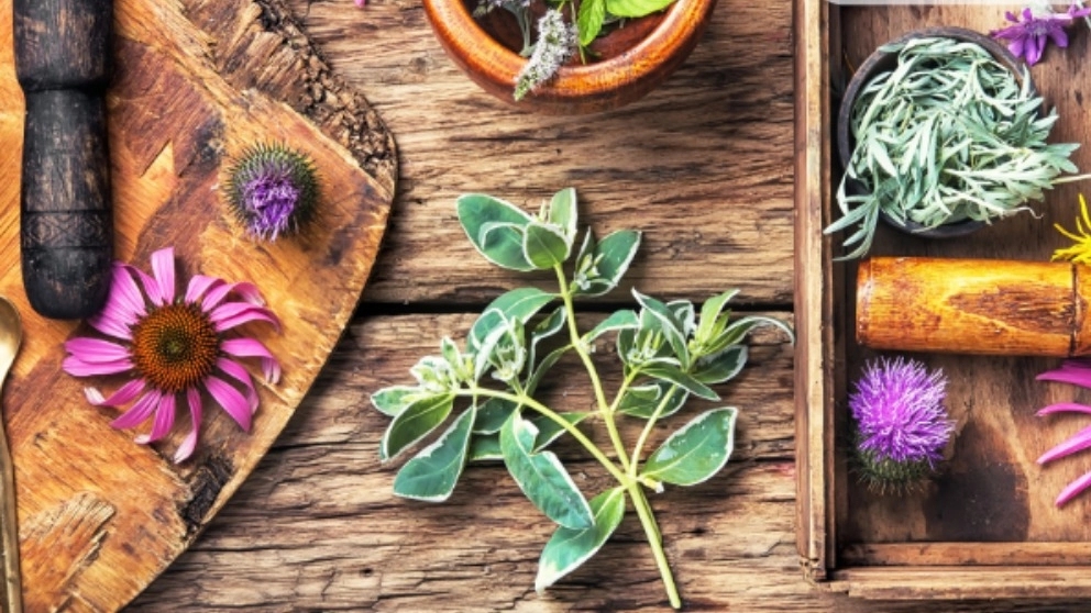 گیاهان دارویی به چه گیاهی می گویند ؟
