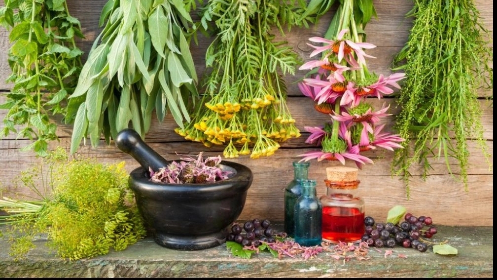 گیاهان دارویی به چه گیاهی می گویند ؟
