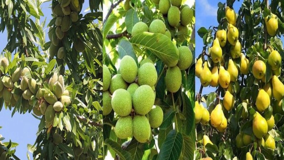 نهالستان آریانا، فروش نهال میوه و گردو پیوندی مقاوم در برابر سرما در زنجان