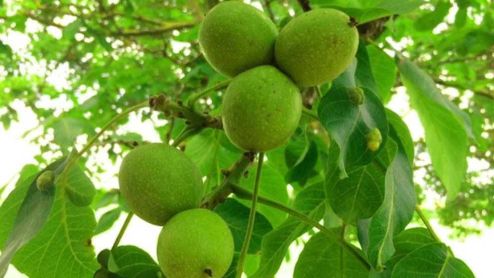 نکات مهم در انتخاب نهال