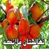 نهالستان ملائکه،فروش نهال انواع میوه در نیشابور