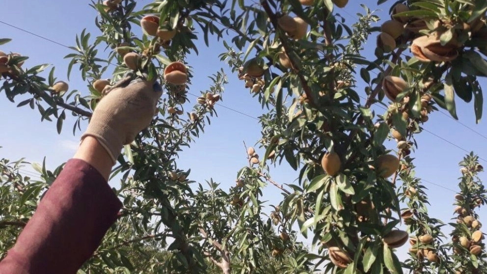 نهالستان ملائکه،فروش نهال انواع میوه در نیشابور