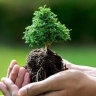 نهال فروشی شاه نهال، تولید انواع نهال های بذری و پیوندی در آذربایجان غربی