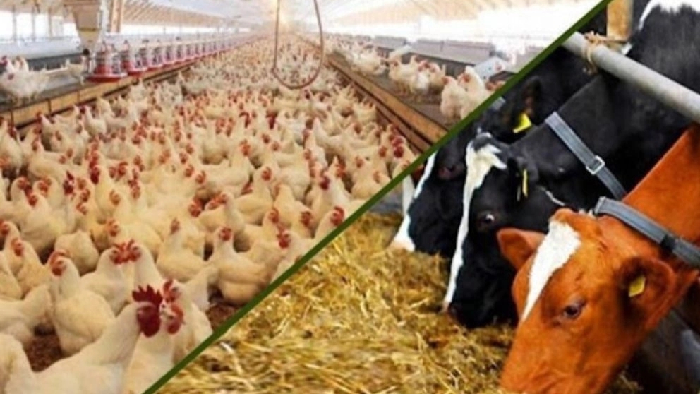 خوراک دام و طیور ولی پور آذربایجان غربی